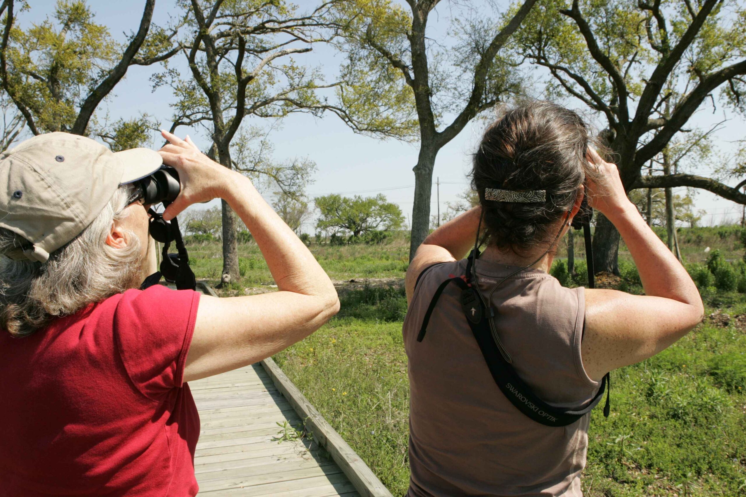 Two women, one with white hair and one with brown, are seen from behind looking through binoculars up at the trees in front of them. 